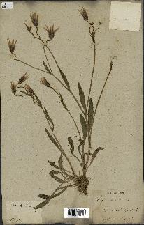 spécimen de Catananche lutea