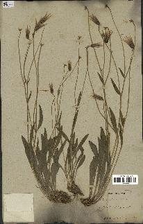 spécimen de Catananche lutea