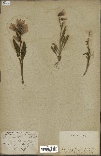 spécimen de Catananche lutea