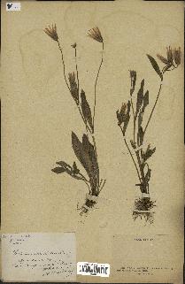 spécimen de Catananche lutea