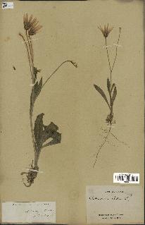 spécimen de Catananche lutea