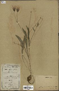 spécimen de Catananche lutea