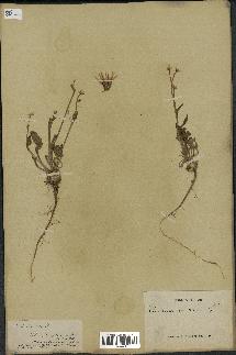 spécimen de Catananche lutea