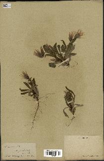 spécimen de Catananche lutea