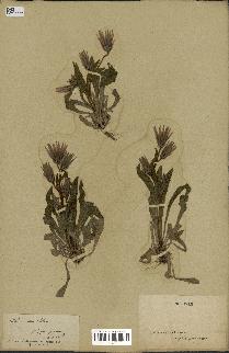 spécimen de Catananche lutea