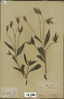 spécimen de Catananche lutea