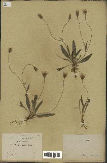 spécimen de Catananche lutea