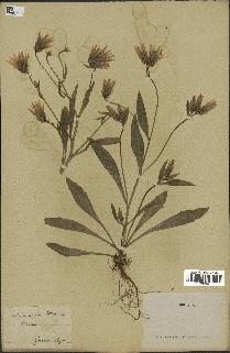 spécimen de Catananche lutea