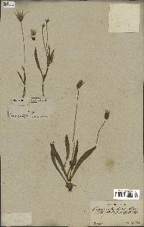 spécimen de Catananche lutea