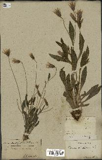 spécimen de Catananche lutea