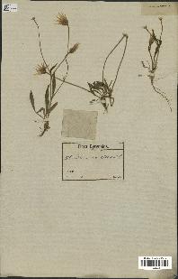 spécimen de Catananche lutea