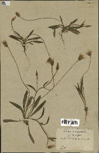 spécimen de Catananche lutea