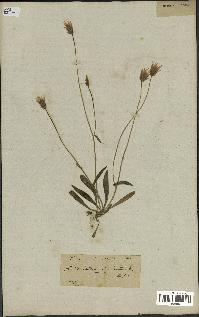 spécimen de Catananche lutea