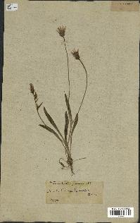 spécimen de Catananche lutea