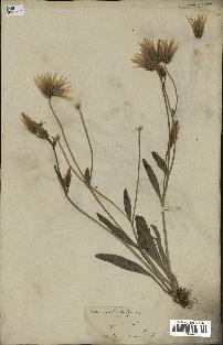 spécimen de Catananche lutea