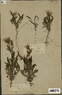 spécimen de Catananche lutea