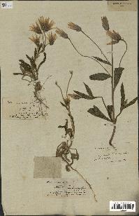 spécimen de Catananche lutea