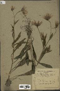 spécimen de Catananche lutea