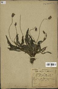 spécimen de Catananche lutea