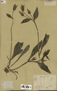 spécimen de Catananche lutea