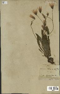 spécimen de Catananche lutea