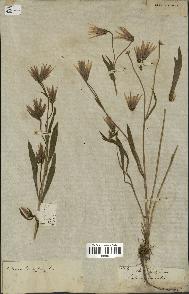 spécimen de Catananche lutea