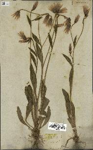 spécimen de Catananche lutea