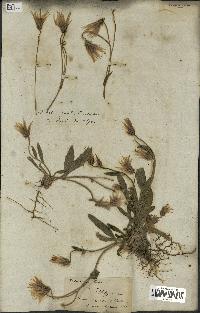 spécimen de Catananche lutea