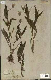 spécimen de Catananche lutea