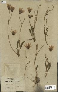 spécimen de Catananche lutea