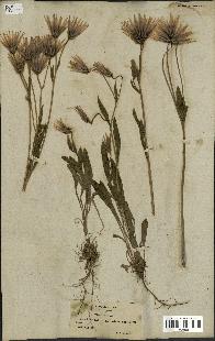 spécimen de Catananche lutea