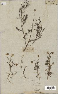 spécimen de Matricaria chamomilla