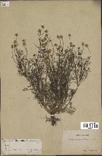 spécimen de Matricaria chamomilla
