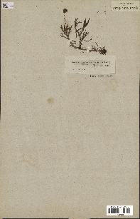 spécimen de Cotula coronopifolia
