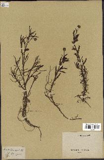 spécimen de Cotula coronopifolia