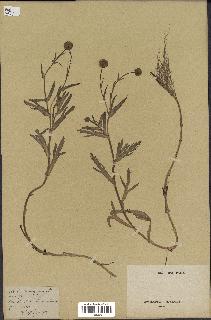 spécimen de Cotula coronopifolia