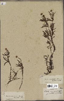 spécimen de Cotula coronopifolia