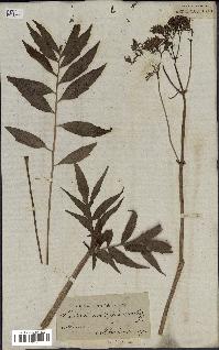 spécimen de Valeriana officinalis