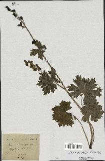 spécimen de Aconitum lycoctonum