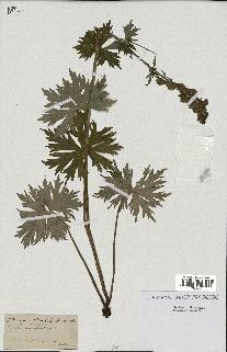 spécimen de Aconitum lycoctonum
