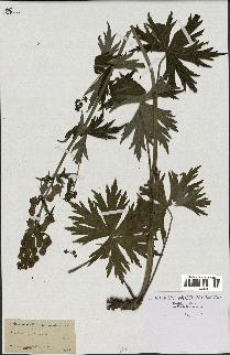 spécimen de Aconitum lycoctonum