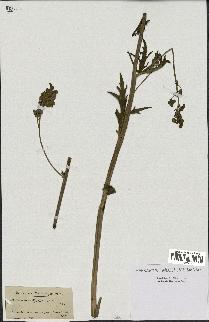 spécimen de Aconitum lycoctonum