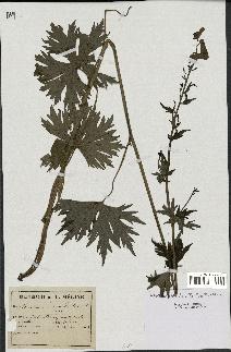 spécimen de Aconitum lycoctonum