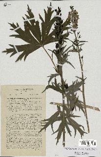 spécimen de Aconitum lycoctonum