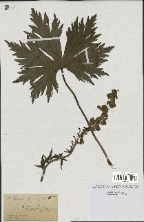 spécimen de Aconitum lycoctonum