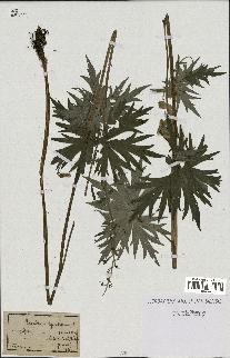 spécimen de Aconitum lycoctonum
