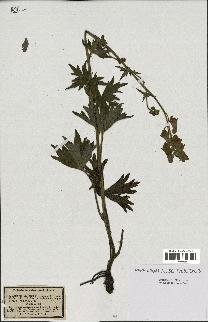 spécimen de Aconitum lycoctonum