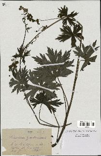 spécimen de Aconitum lycoctonum