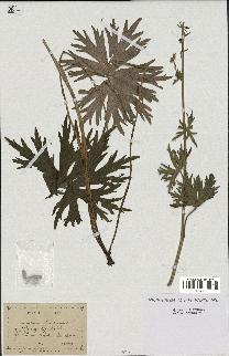 spécimen de Aconitum lycoctonum