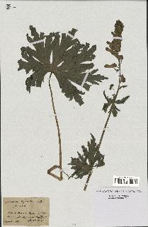 spécimen de Aconitum lycoctonum